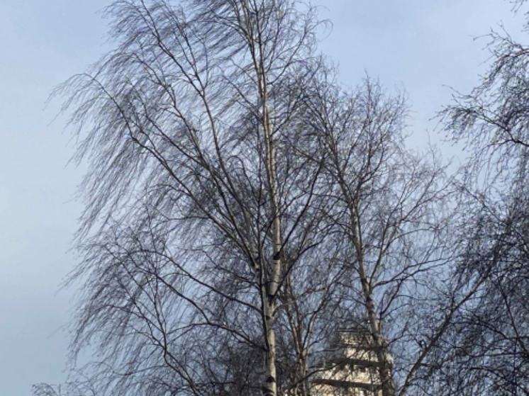 Порывы ветра достигнут 14 метров в секунду в День победы в Карелии