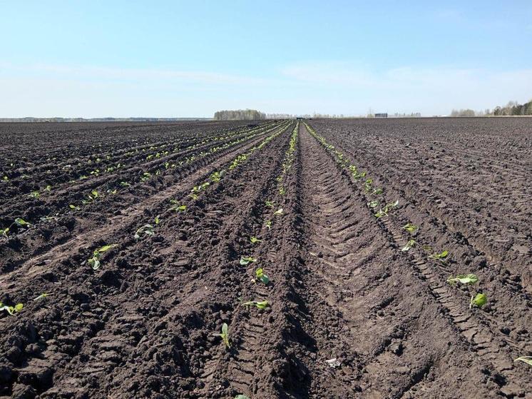 В Тюменской области приступили к посадке картофеля и капусты
