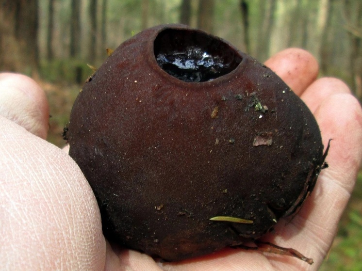Костромские находки: в Шарьинском лесу обнаружен «ведьмин котел»