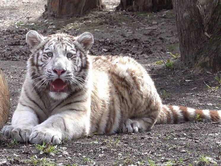 В зоопарке Новосибирска появился новый тигренок с голубыми глазами