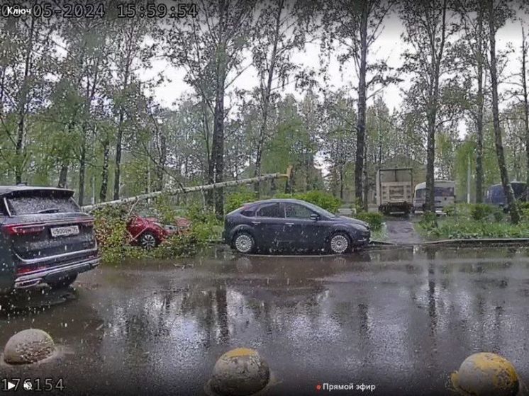 Дерево рухнуло на легковой автомобиль в Подольске