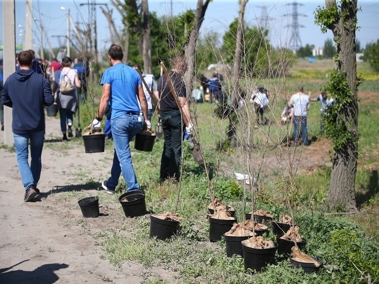 Сотрудники Волжского абразивного завода высадили 600 деревьев к юбилею города
