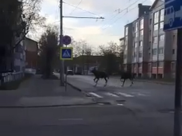 В Рыбинске по городу бегают лоси