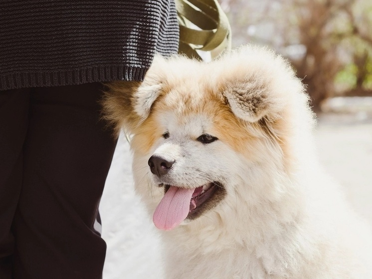 Всех домашних собак оренбуржцам придется регистрировать и чипировать