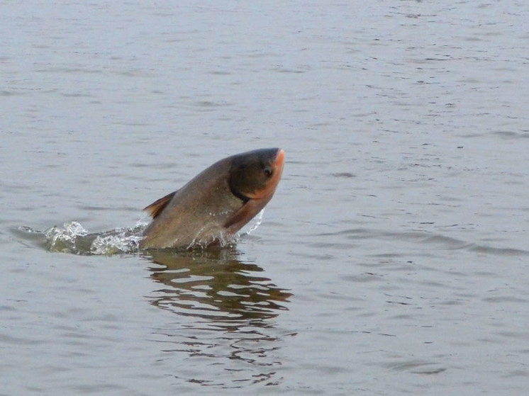Астраханцам возможно разрешат вылавливать рыбу осетровых пород