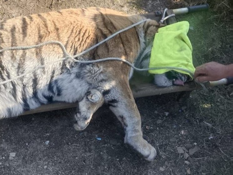 Отловленной в Приморском крае тигрице нашли новый дом