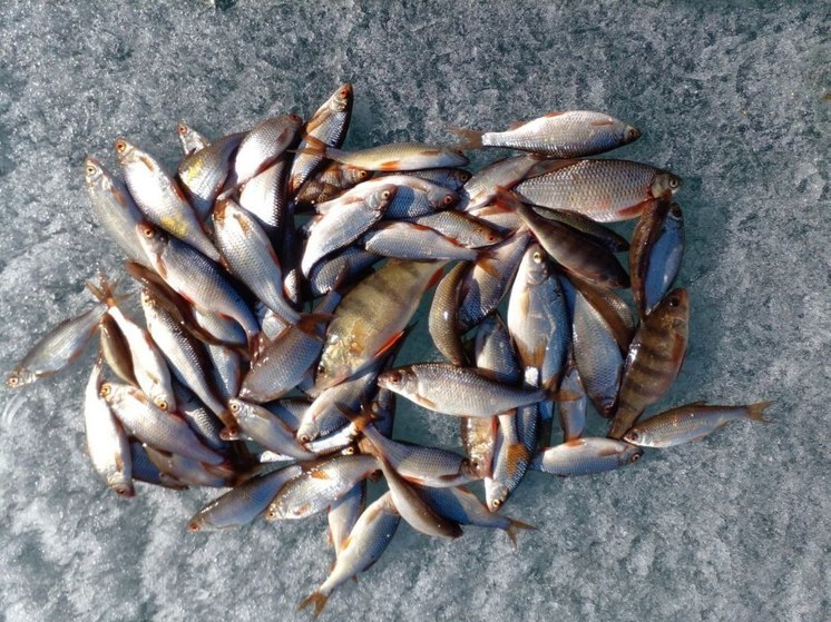 В Иркутской области определены первые пользователи рыболовных участков для промышленного рыболовства в 2024 году