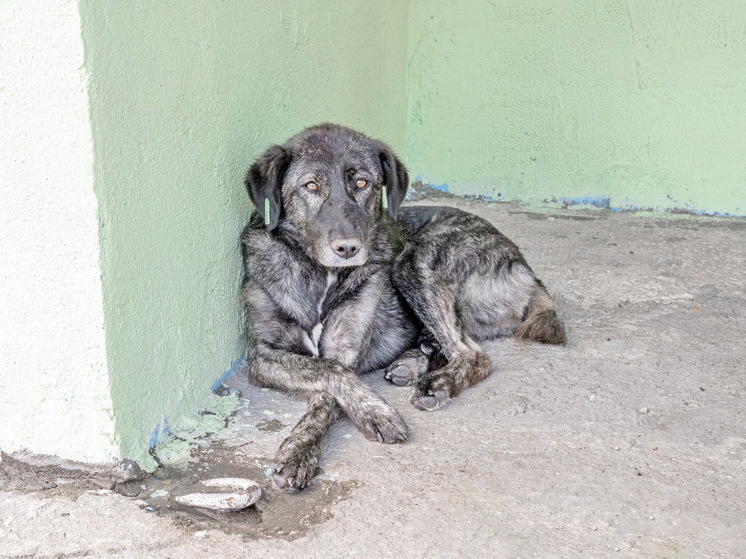 За отлов собак в Надымском районе заплатят 1 млн рублей