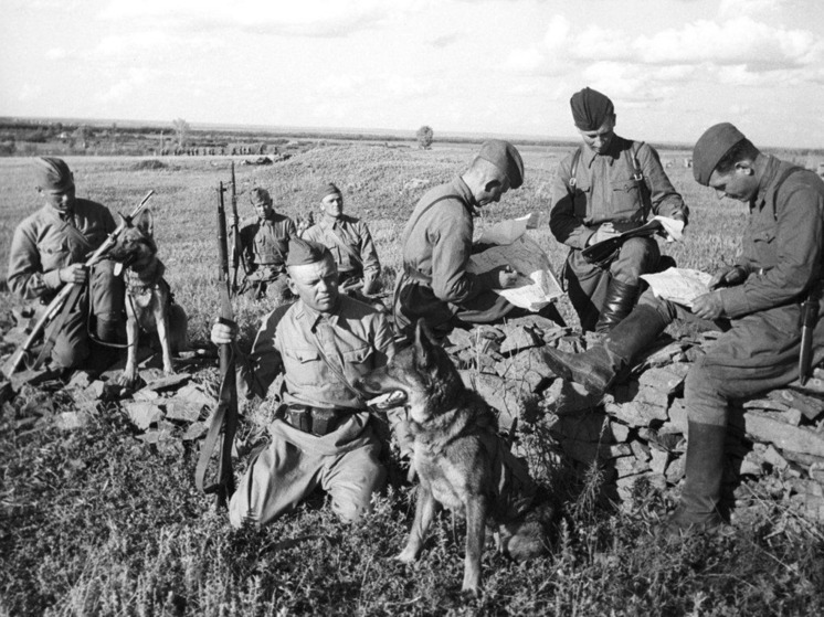 Северянам напомнили о роли кошек и собак в Великой Отечественной войне