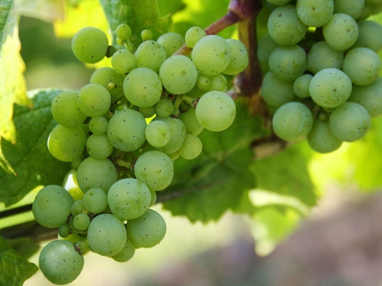 Калининградцам рассказали о вреде винограда