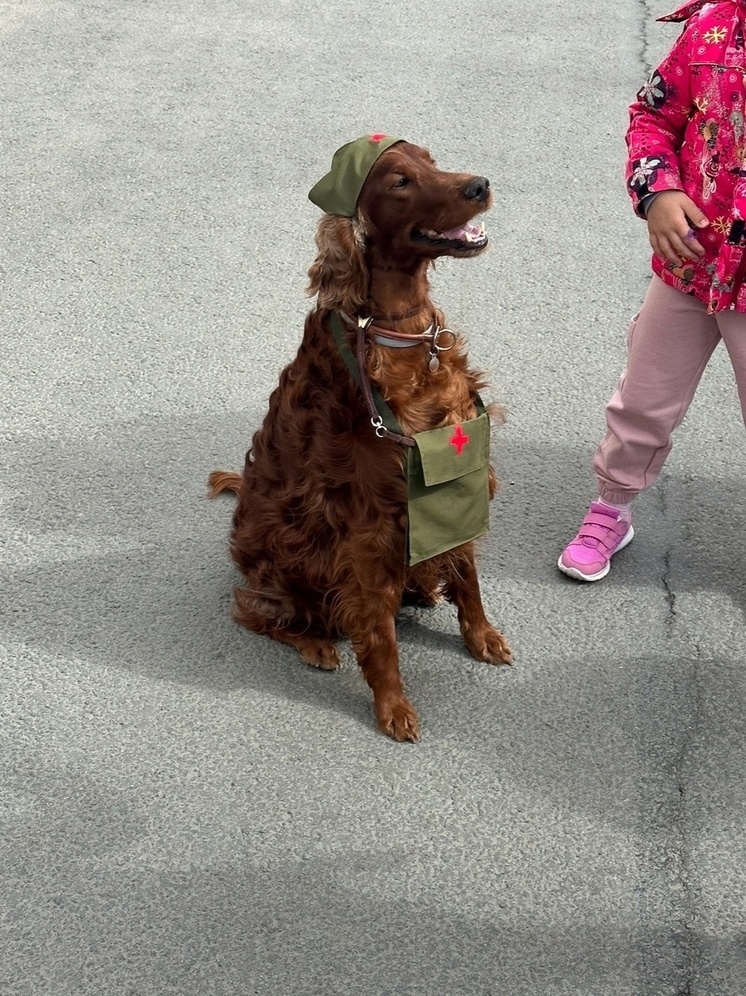 Очаровательную собаку в военной форме встретили в Петрозаводске
