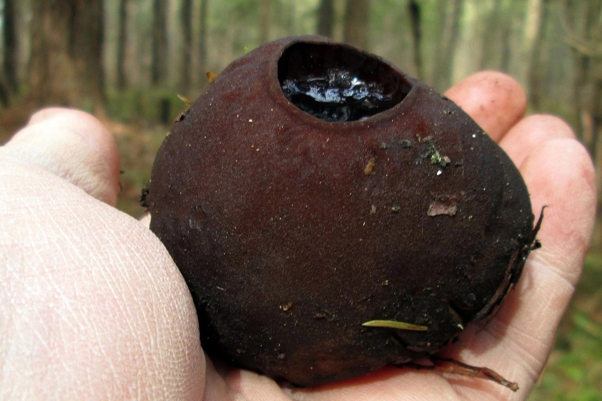 Костромичи похвастались находкой уникального “ведьминого” гриба