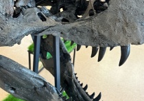 В красноярском музее геологии GEOS 8 мая открылась выставка с черепом тирранозавра