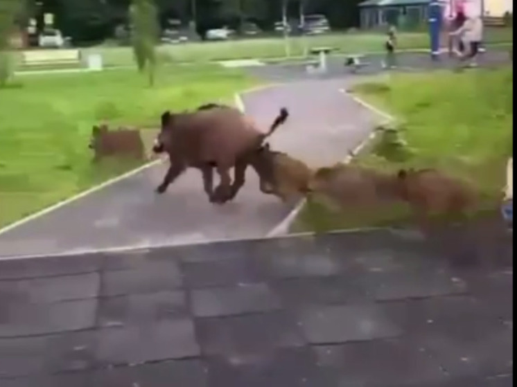 Кабанчики пришли поиграть в Подмосковье на детскую площадку