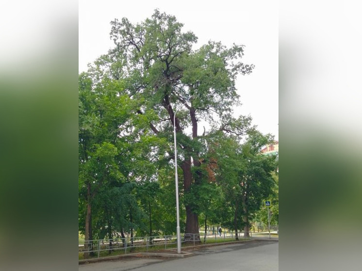 Уфимский дуб участвует в конкурсе за звание Главного дерева страны