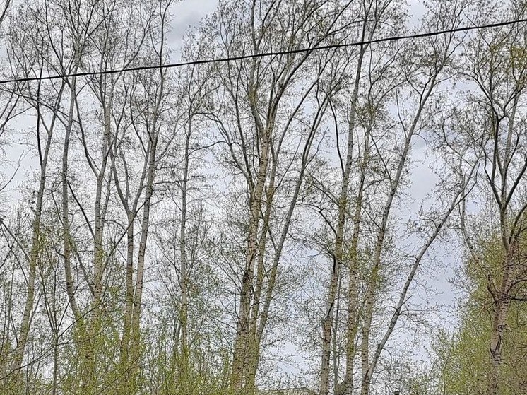 Экстремальную концентрацию пыльцы берёзы ожидают 11 мая в Новосибирске