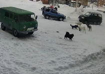 Полицейские нашли хозяев собак, которые напали на девочку в Игарке на севере Красноярского края