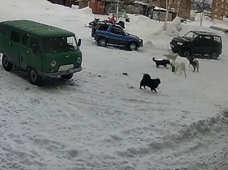 В Красноярском крае нашли хозяев собак, которые чуть не разорвали девочку