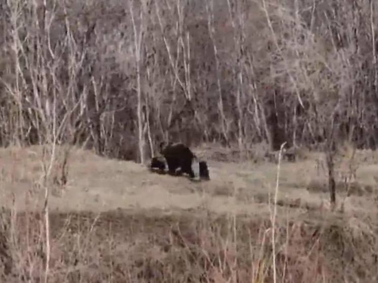 Недалеко от Олёкминска якутяне заметили медведицу с медвежатами