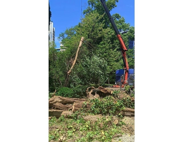 В Центральном районе Сочи спилили 13 деревьев