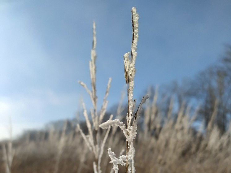 В ДНР ожидаются заморозки