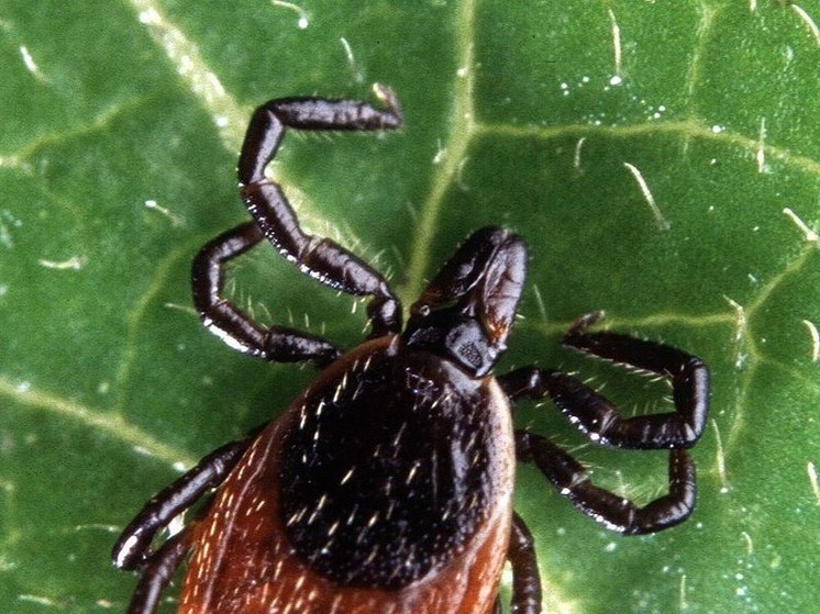 Минэкологии Подмосковья нашло плюсы в резком похолодании