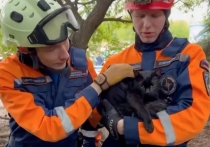 Целую операцию по спасению пришлось провести сотрудникам АНО «Центр помощи», которым пришлось вызволять кота из вольера, где обитают волки.