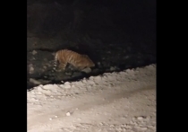 В Приморье продолжаются поиски раненного тигра, который беспокоил жителей села Беневское Лазовского района