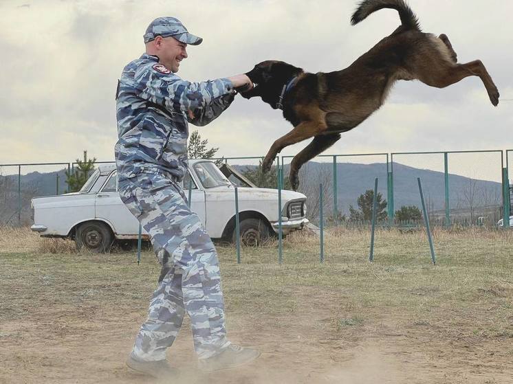 «Покажем, как эффектно кусают собаки», - заявил начальник отделения центра кинологической службы Забайкальского линейного управления на транспорте Аркадий Баранов