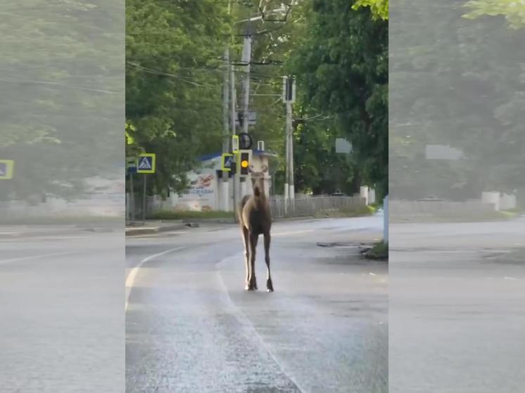 Брянцы увидели еще двух лосей в центре города