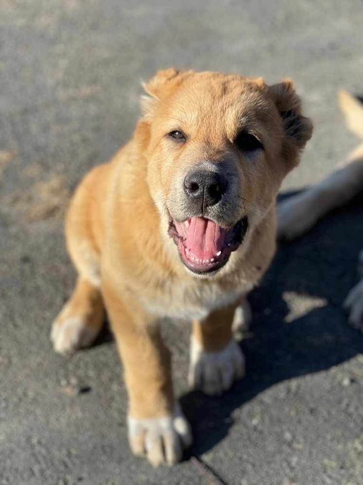 Целое семейство алабаев пропало со двора в Кондопожском районе