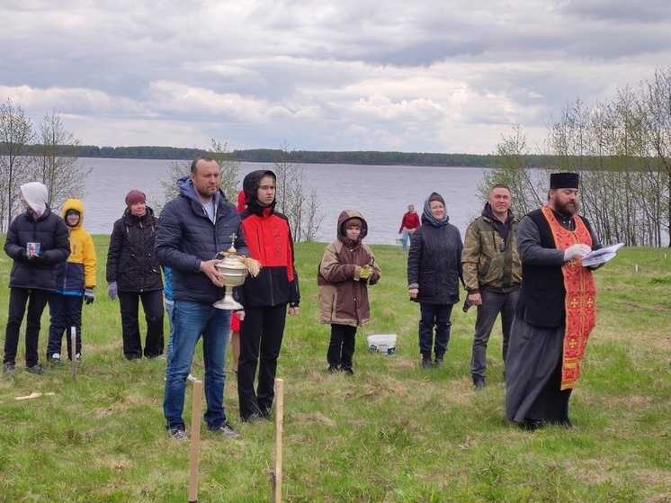 Костромичи высадили кедры в память о погибших бойцах