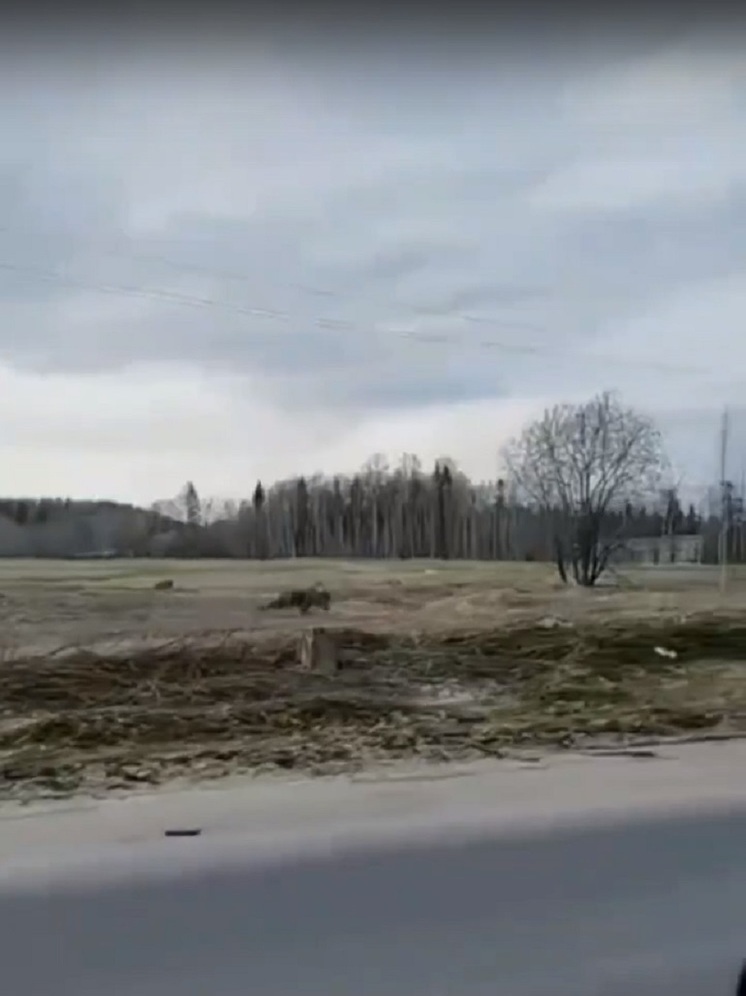 Медведя поймали на видео в одном из районов Петрозаводска