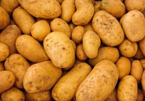 Картофель - одна из самых популярных культур среди дачников и огородников.