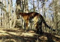 Как замечают специалисты – тигр тоже кошка, только большая и поведение его очень похоже на то как себя ведет обычная домашняя Мурка