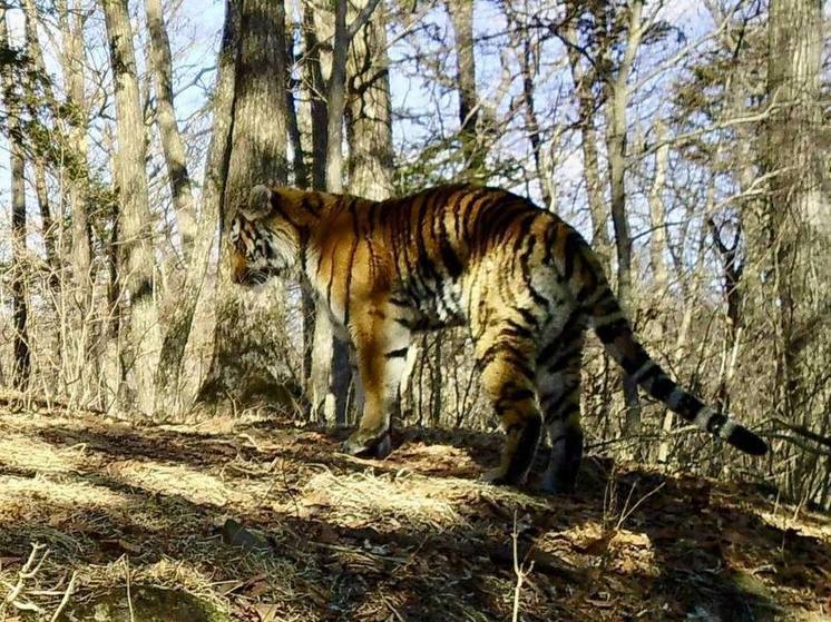 В Приморье камеры сняли тигра за утренней зарядкой