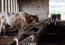В Забайкалье в этом году выявлено два очага бруцеллеза животных (козы, коровы)