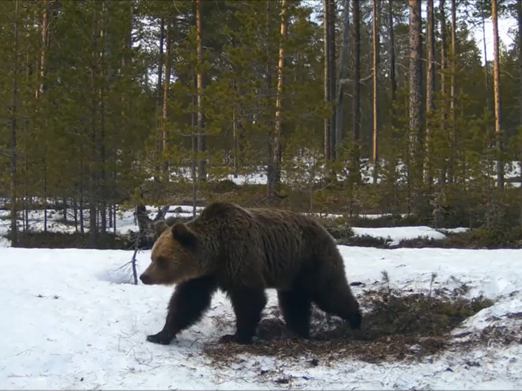 Хозяина леса запечатлел на видео инспектор Кандалакшского заповедника