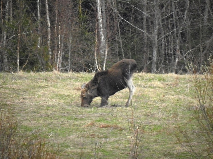 Лосиха встала на колени у дороги в Карелии