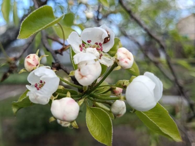 В понедельник в Подмосковье вероятны заморозки