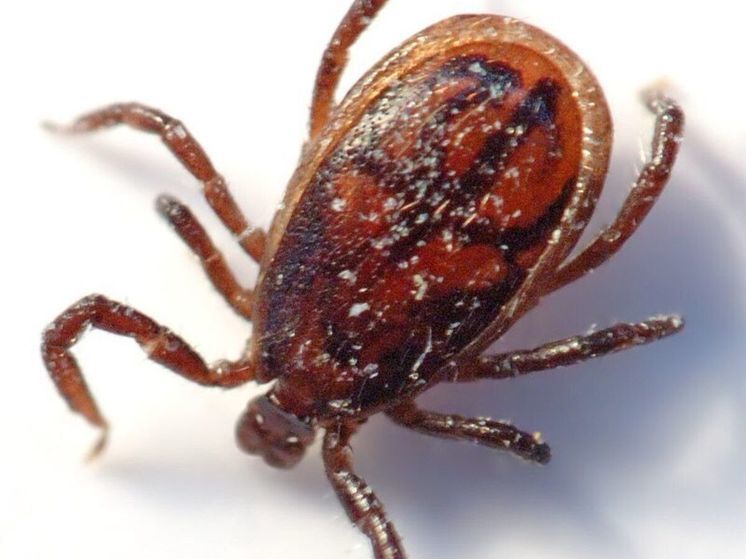 Спасатели напомнили, когда у клещей пик активности