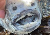 Необычная и жуткая на вид рыба была найдена отдыхающими на пляже Золотари у Находки
