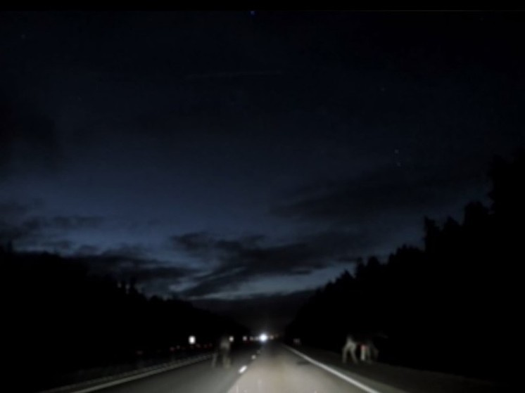 На Минском шоссе едва не случилось ДТП из-за лосей