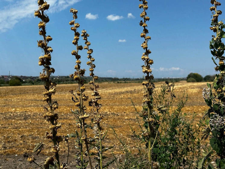 Аномальные майские морозы уничтожают урожай в Тульской области