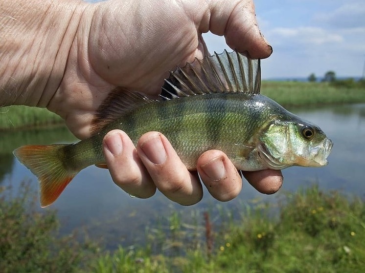 Рыбная ферма появится на одном из водохранилищ ДНР