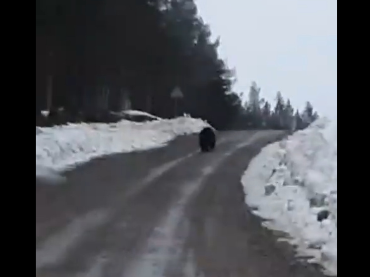 Медведи проснулись в районе Карелии, лесничие просят приглядывать за детьми