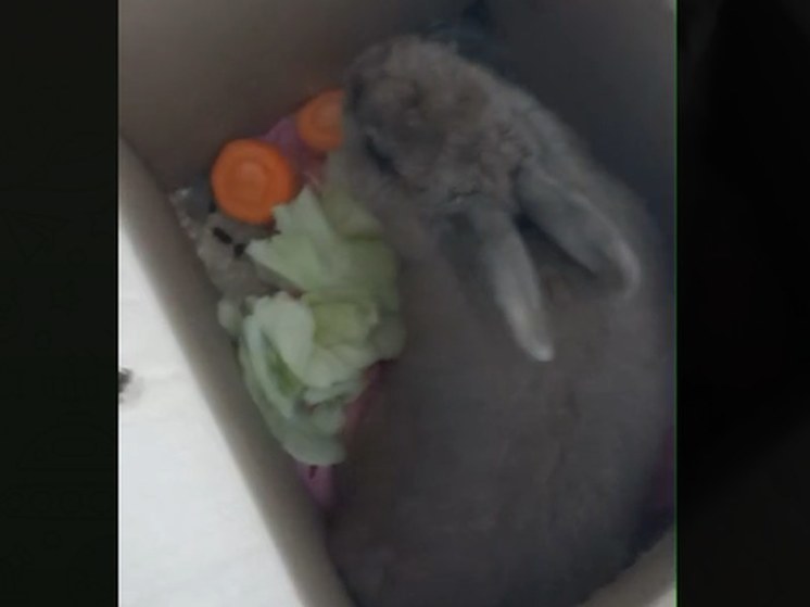 Уфимцы нашли на улице города травмированную крольчиху