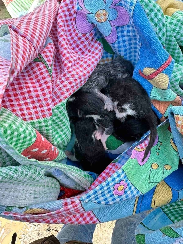 Новорожденных котят выбросили в мусорный контейнер в Ноябрьске
