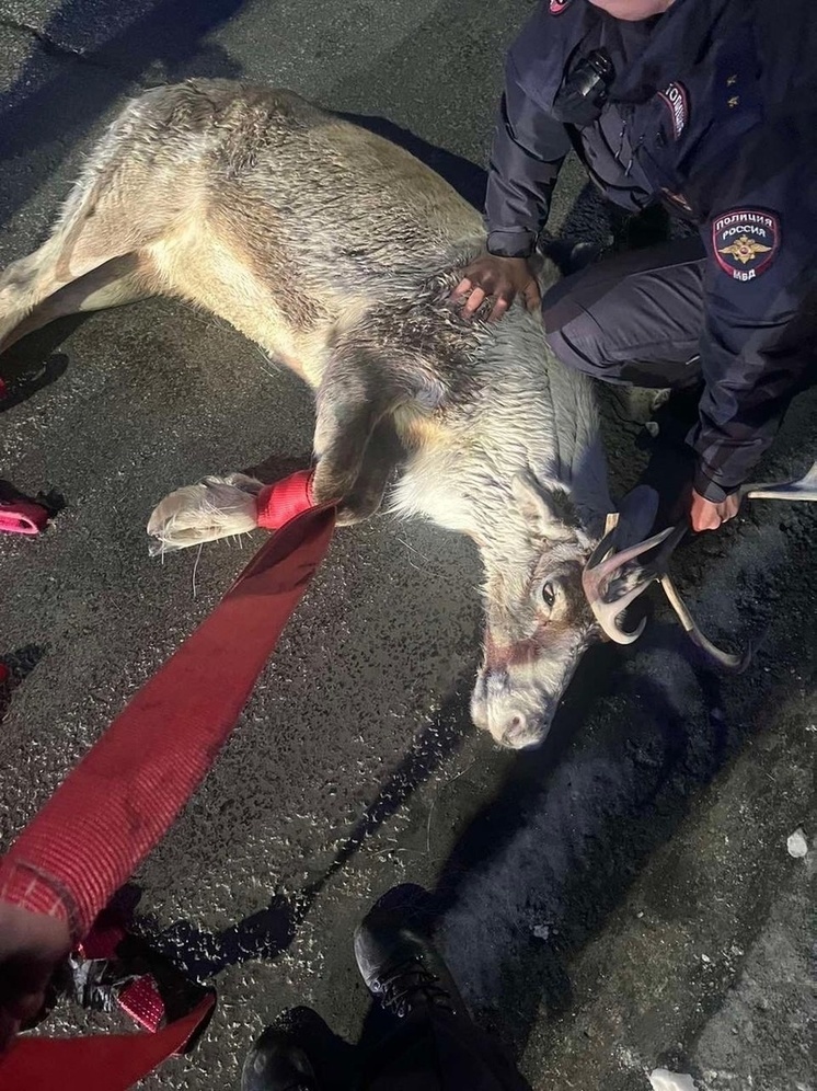 Полицейские Салехарда задержали на дороге заблудившегося оленя