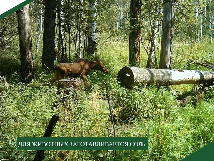 Пензенские заказники начали заготовку соли для животных
